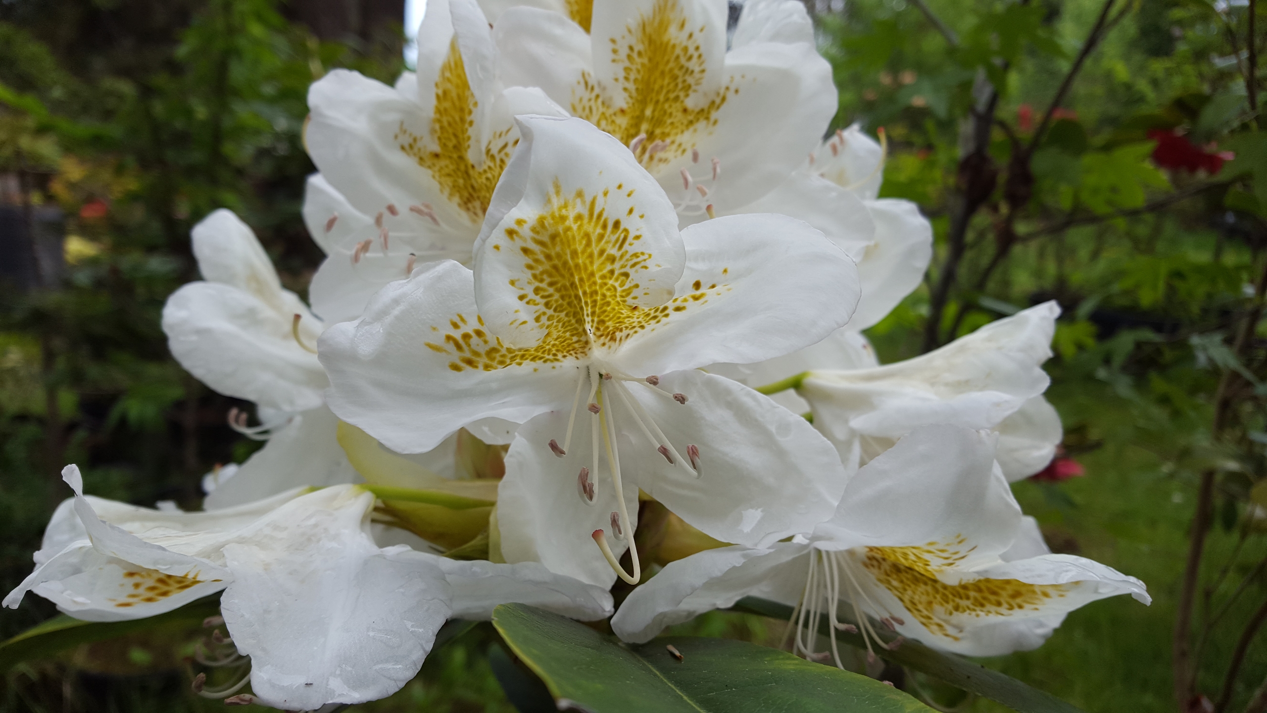 Inventory  Lake Tapps Rhododendron Nursery